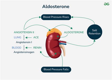 Aldosterone: What It Is, Function & Levels .